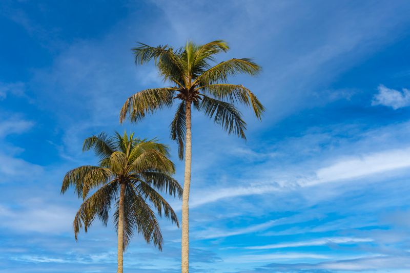 Palm Tree Planting in Ventura County, CA